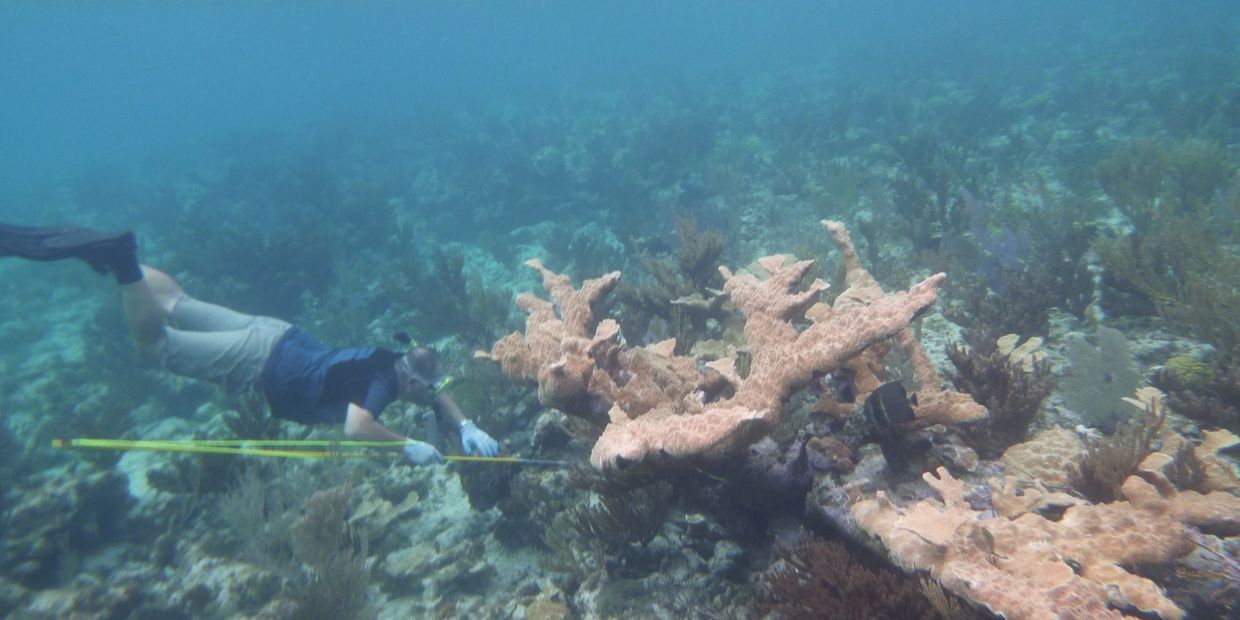 A diver measures coral underwater with a long yellow tape — Andros Bahamas reef